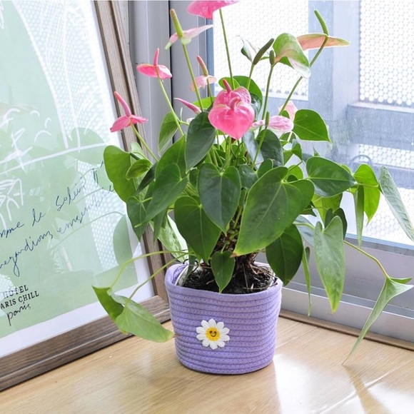 ☀️☀️Set of 5 Mini Cotton Rope Storage Baskets - Picture 2 of 8